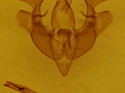 genitalia view of adult Homorthodes furfurata