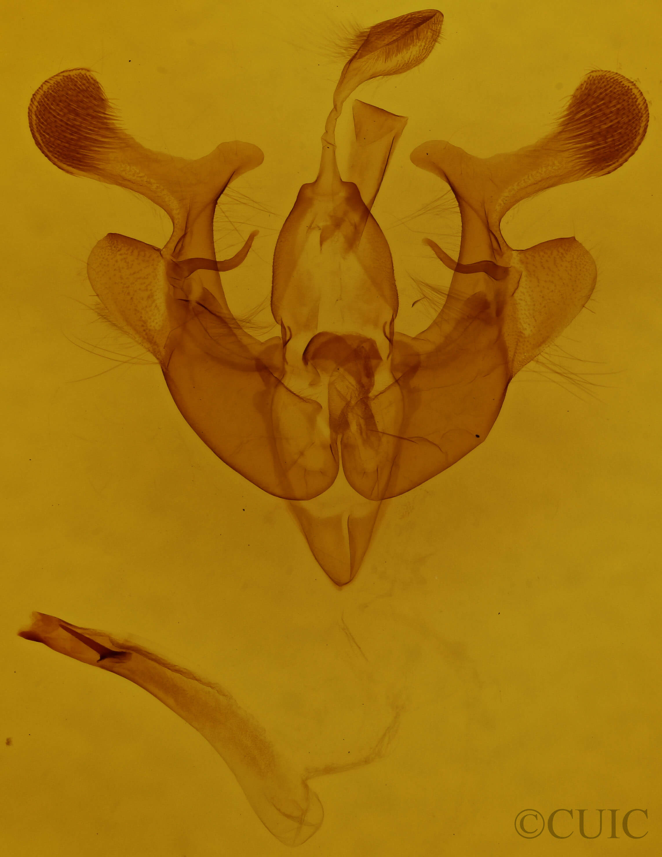 genitalia view of adult Homorthodes furfurata