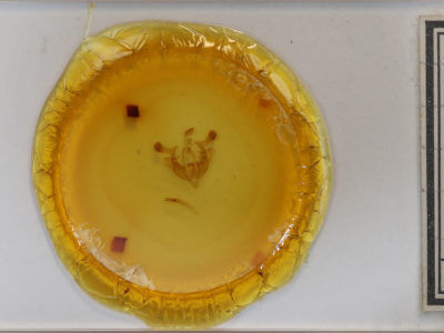 slide view of adult Homorthodes furfurata