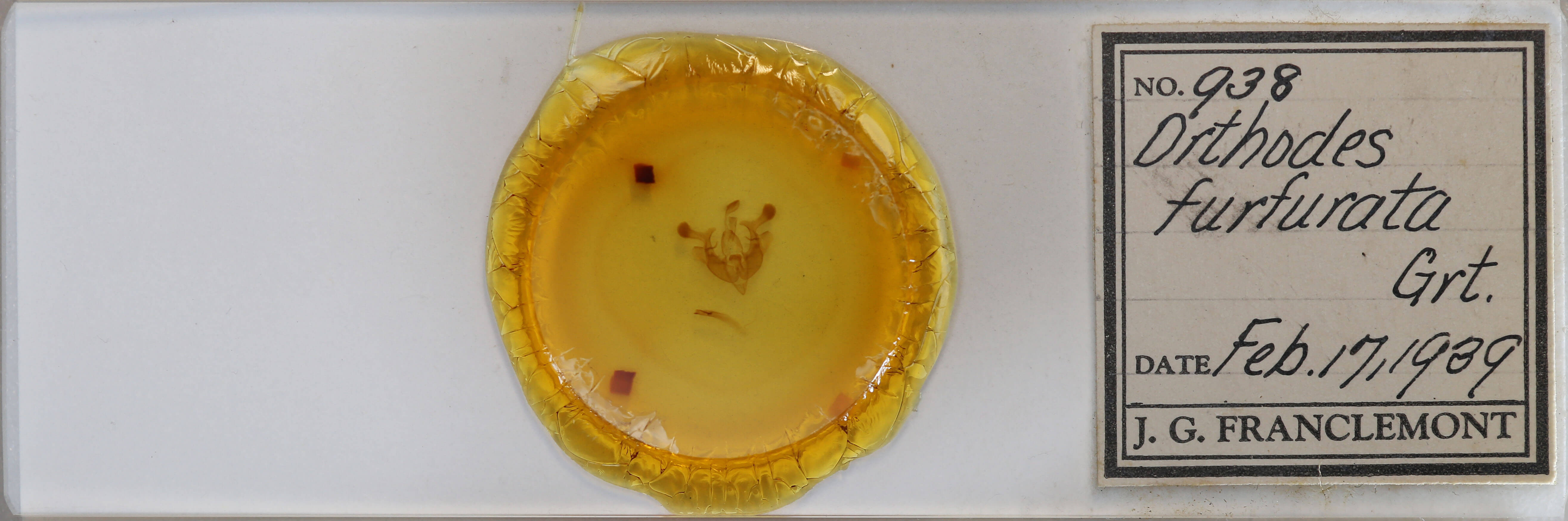 slide view of adult Homorthodes furfurata