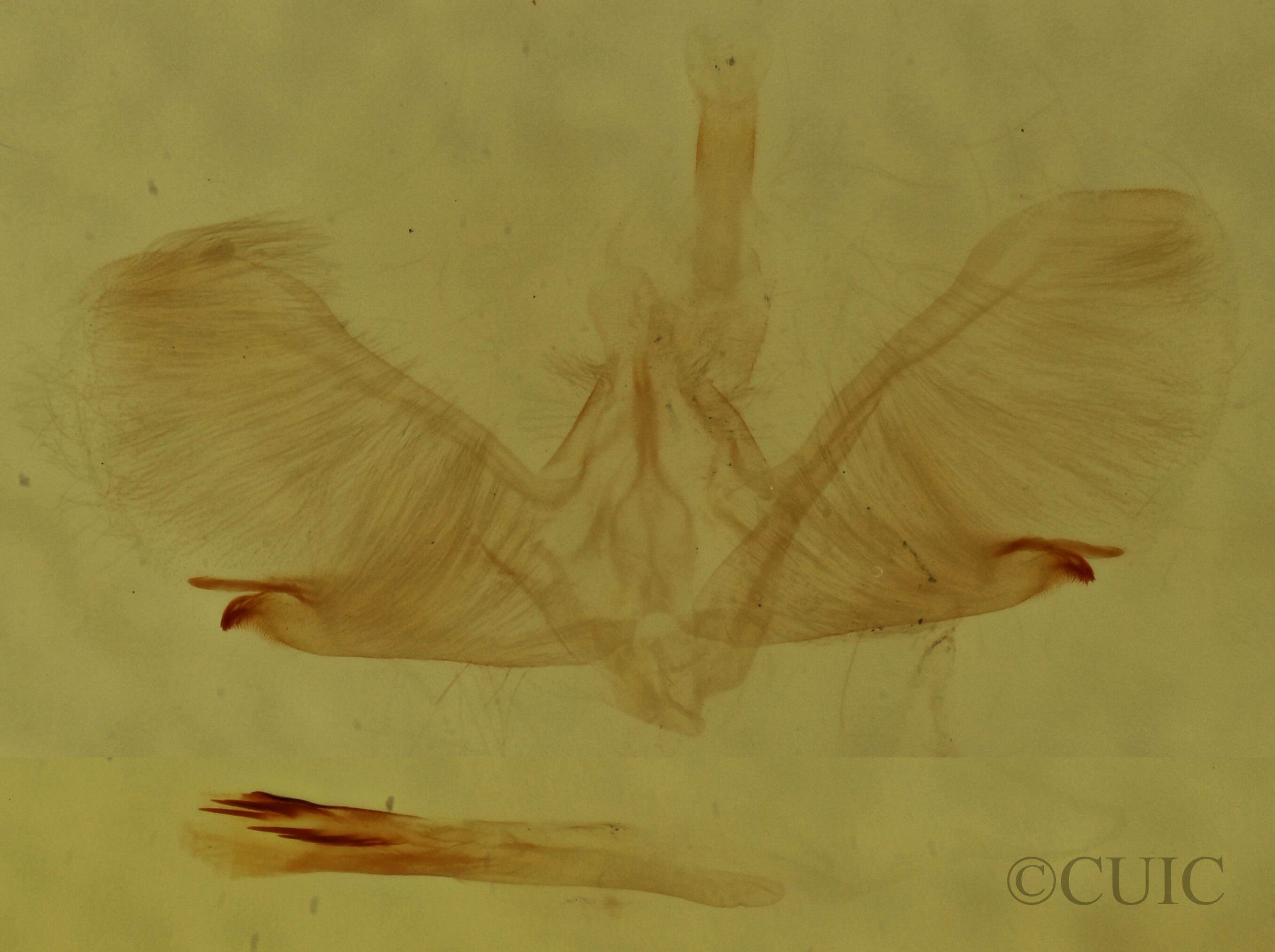 genitalia view of adult Hydrelia albifera