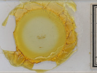 genitalia view of adult Hydrelia albifera