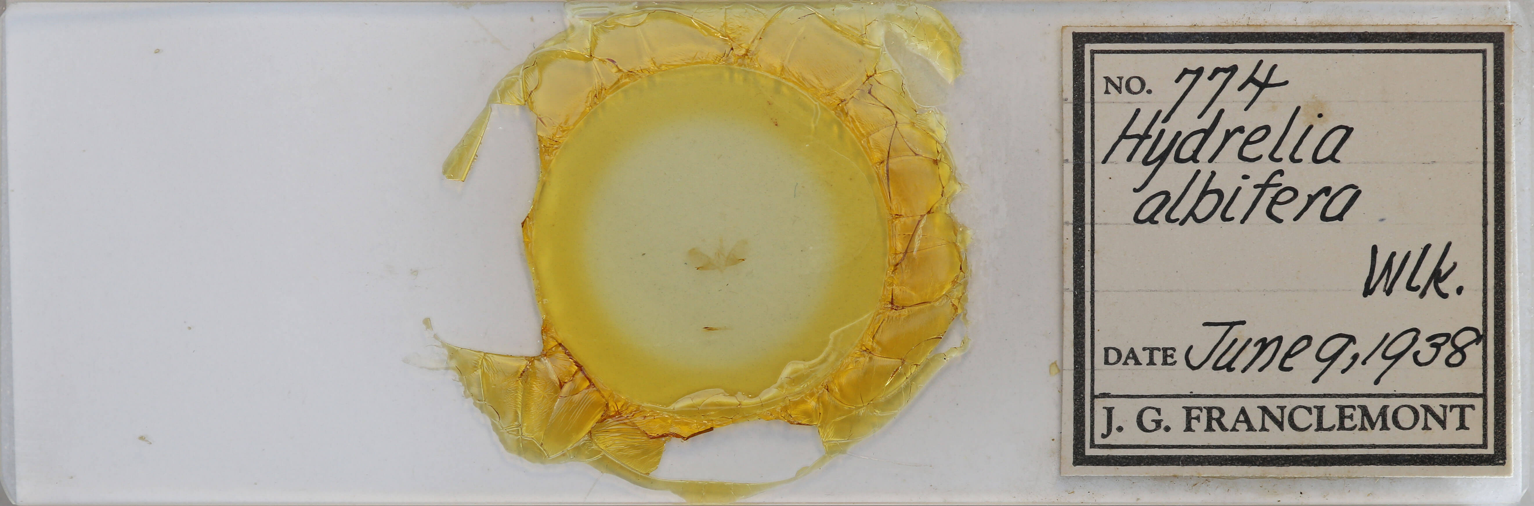 genitalia view of adult Hydrelia albifera