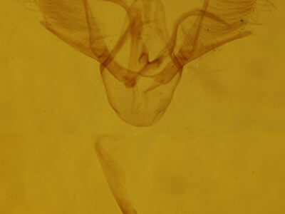 genitalia view of adult Hydrelia inornata