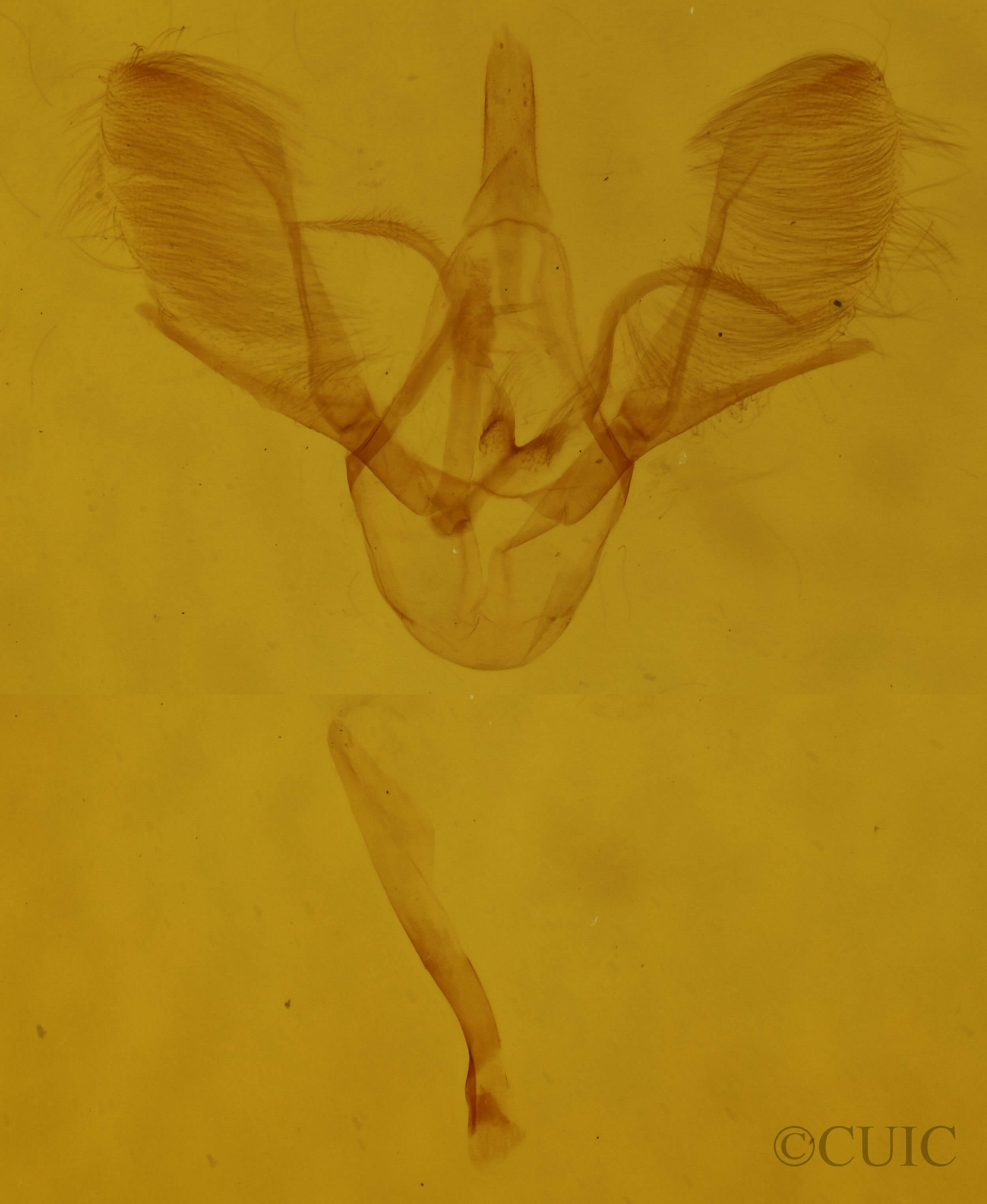 genitalia view of adult Hydrelia inornata