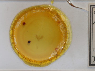 slide view of adult Hydrelia inornata