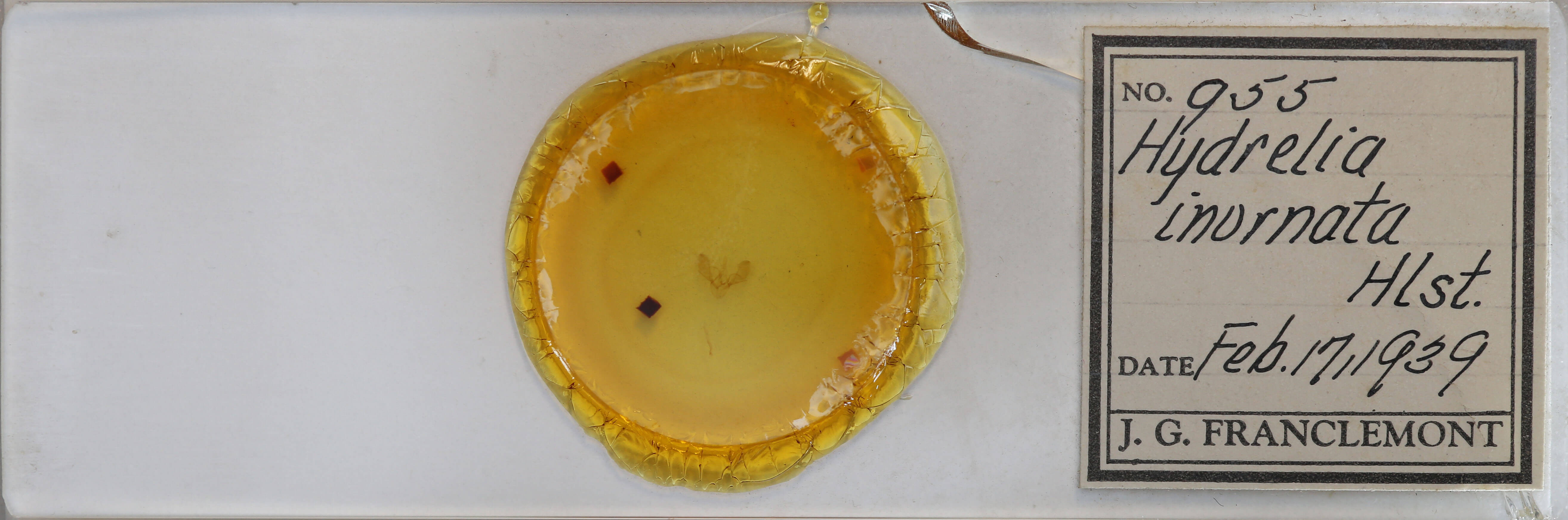 slide view of adult Hydrelia inornata