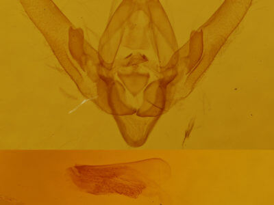 genitalia view of adult Hydroeciodes leucopis