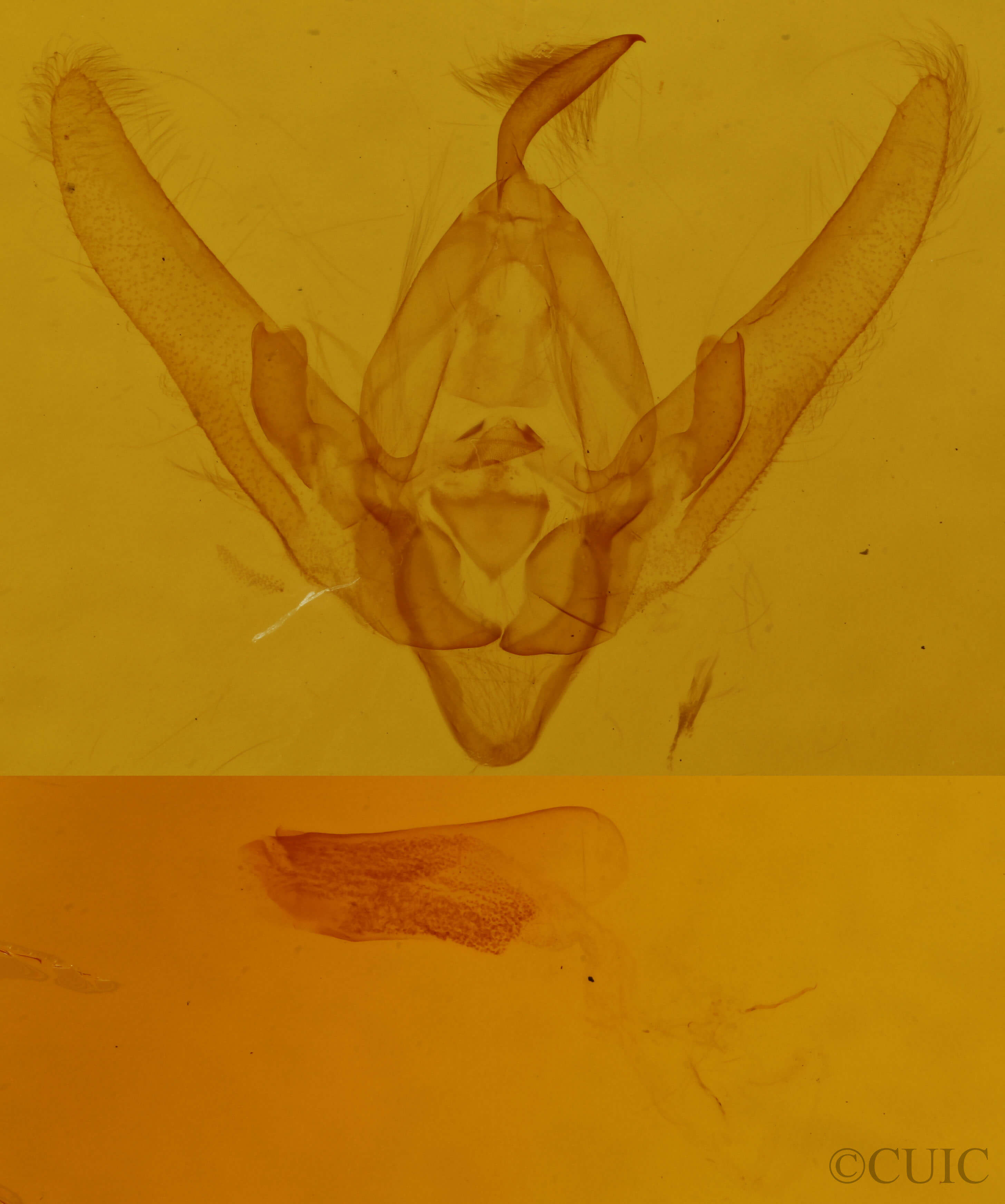 genitalia view of adult Hydroeciodes leucopis