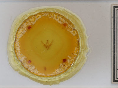 slide view of adult Hydroeciodes leucopis