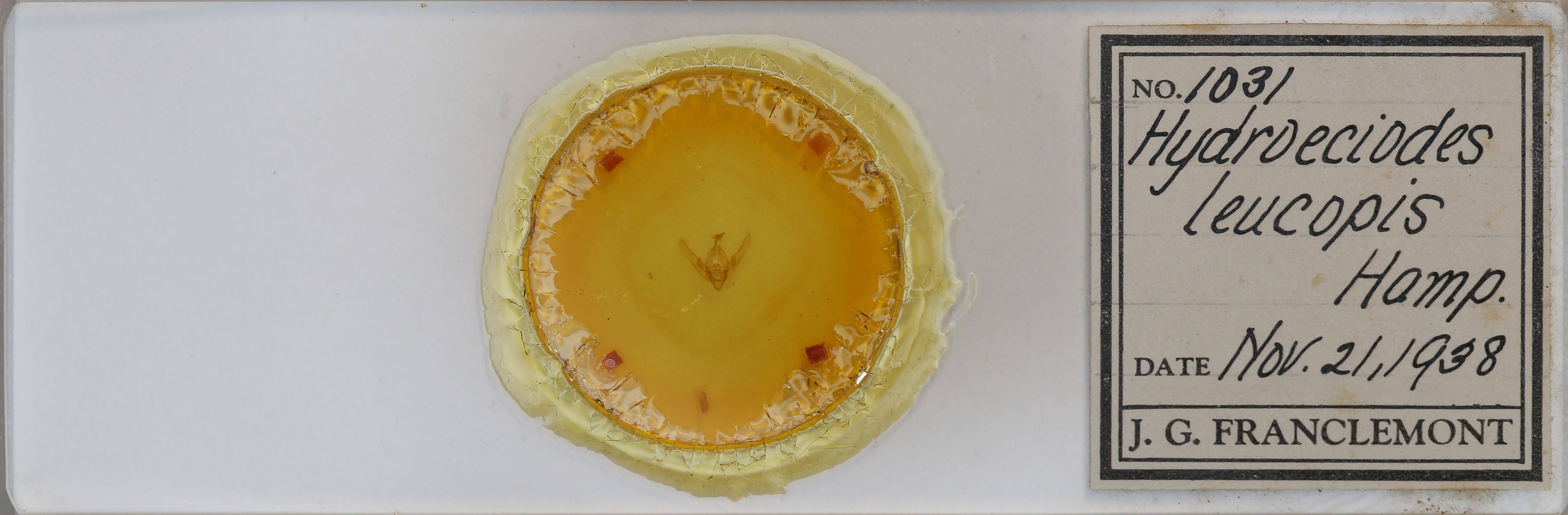 slide view of adult Hydroeciodes leucopis