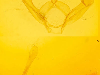 genitalia view of adult Hyparpax aurora