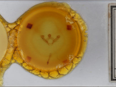 slide view of adult Hyparpax aurora