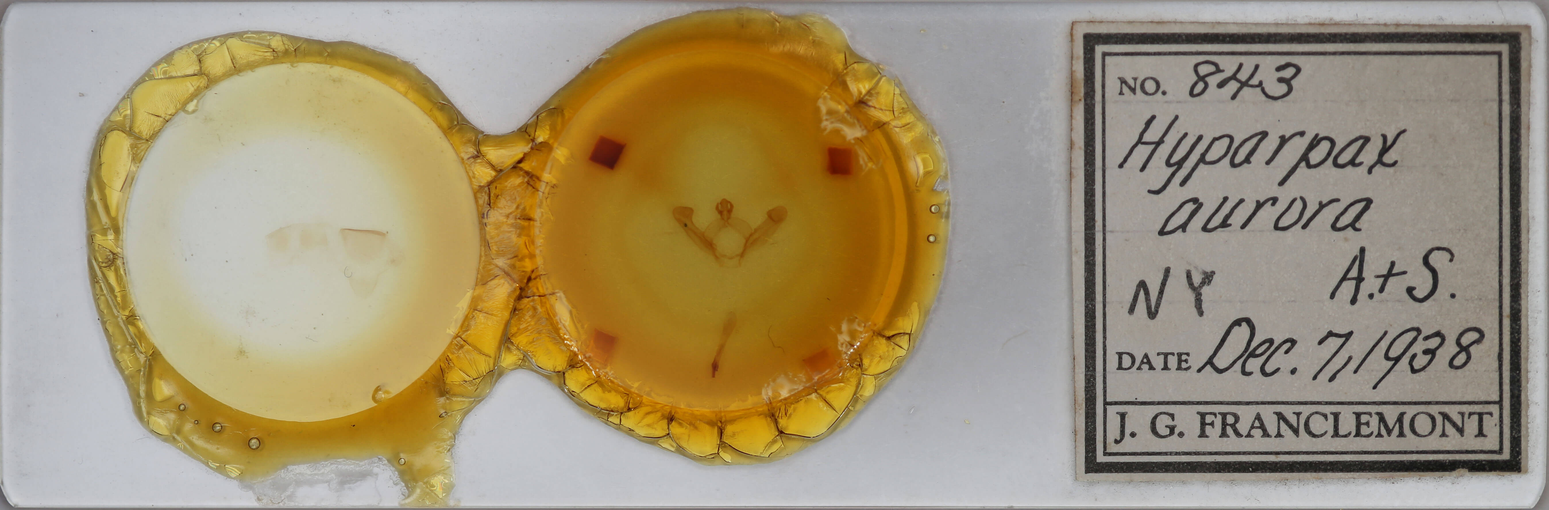 slide view of adult Hyparpax aurora