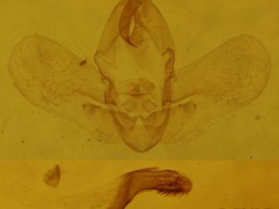 genitalia view of adult Hypena sp.