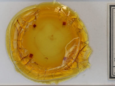 slide view of adult Hypena sp.