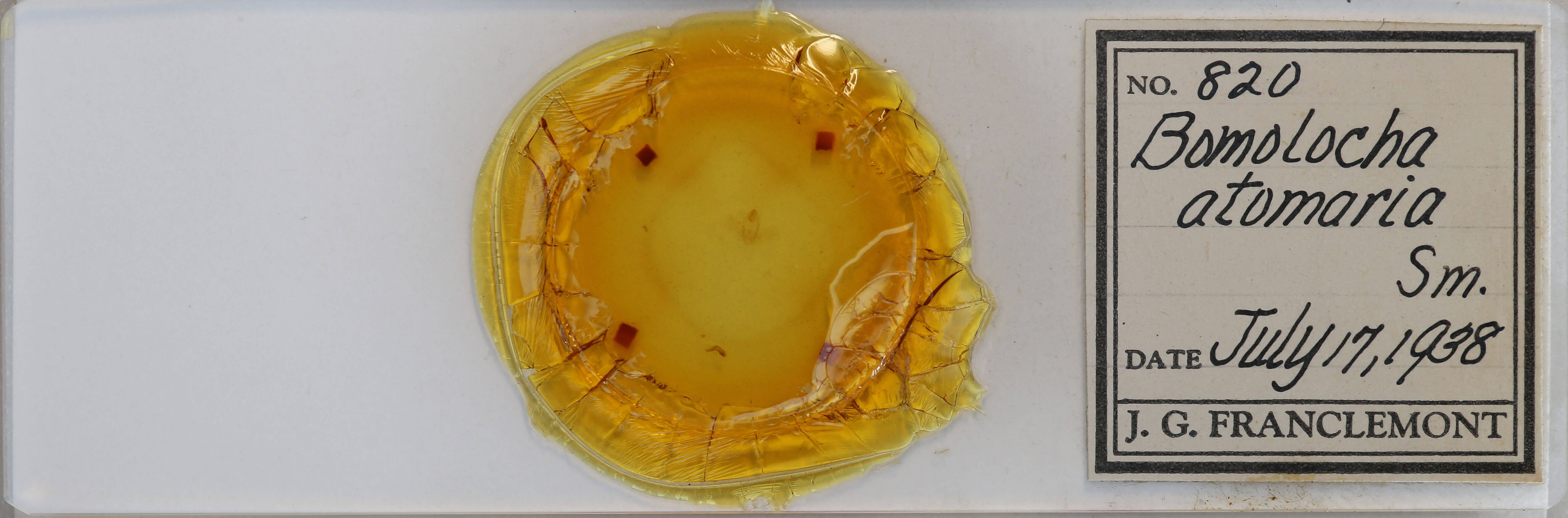 slide view of adult Hypena sp.