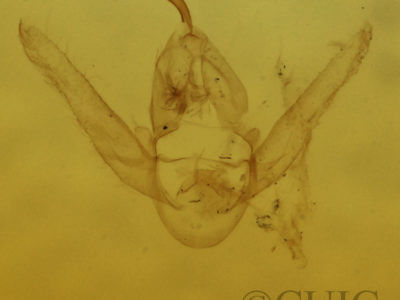 genitalia view of adult Hypenodes caducus