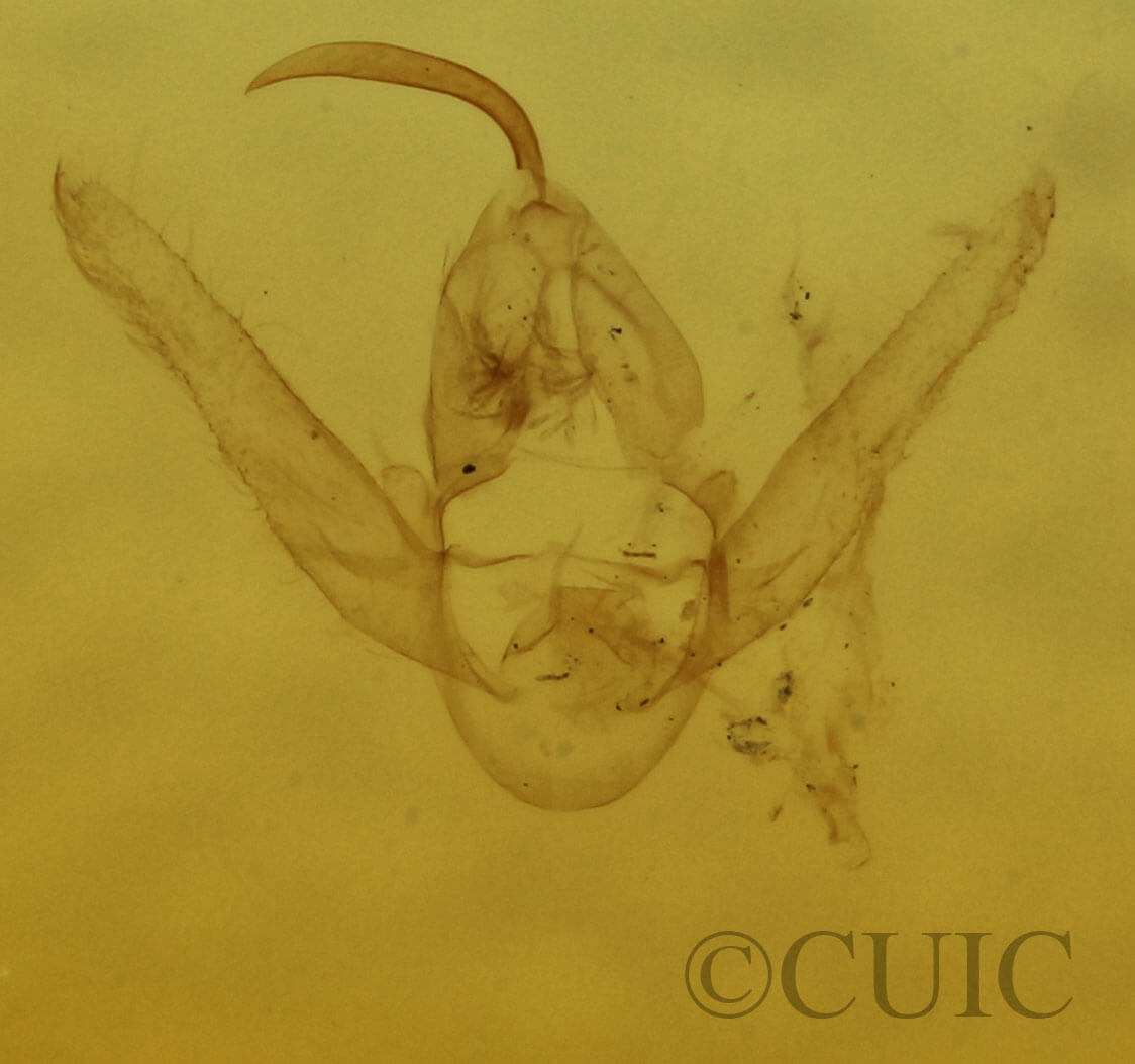 genitalia view of adult Hypenodes caducus