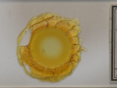 slide view of adult Hypenodes caducus