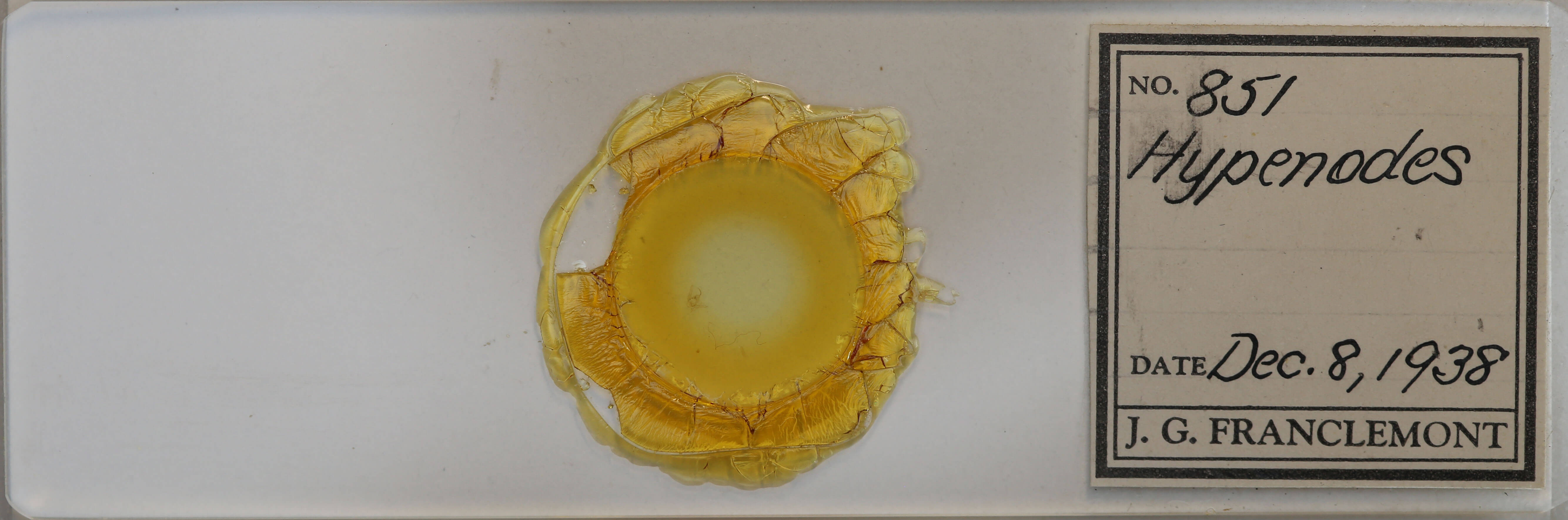 slide view of adult Hypenodes caducus