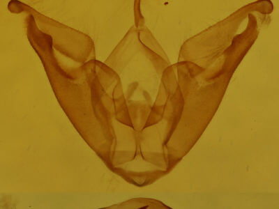 genitalia view of adult Hyperstrotia