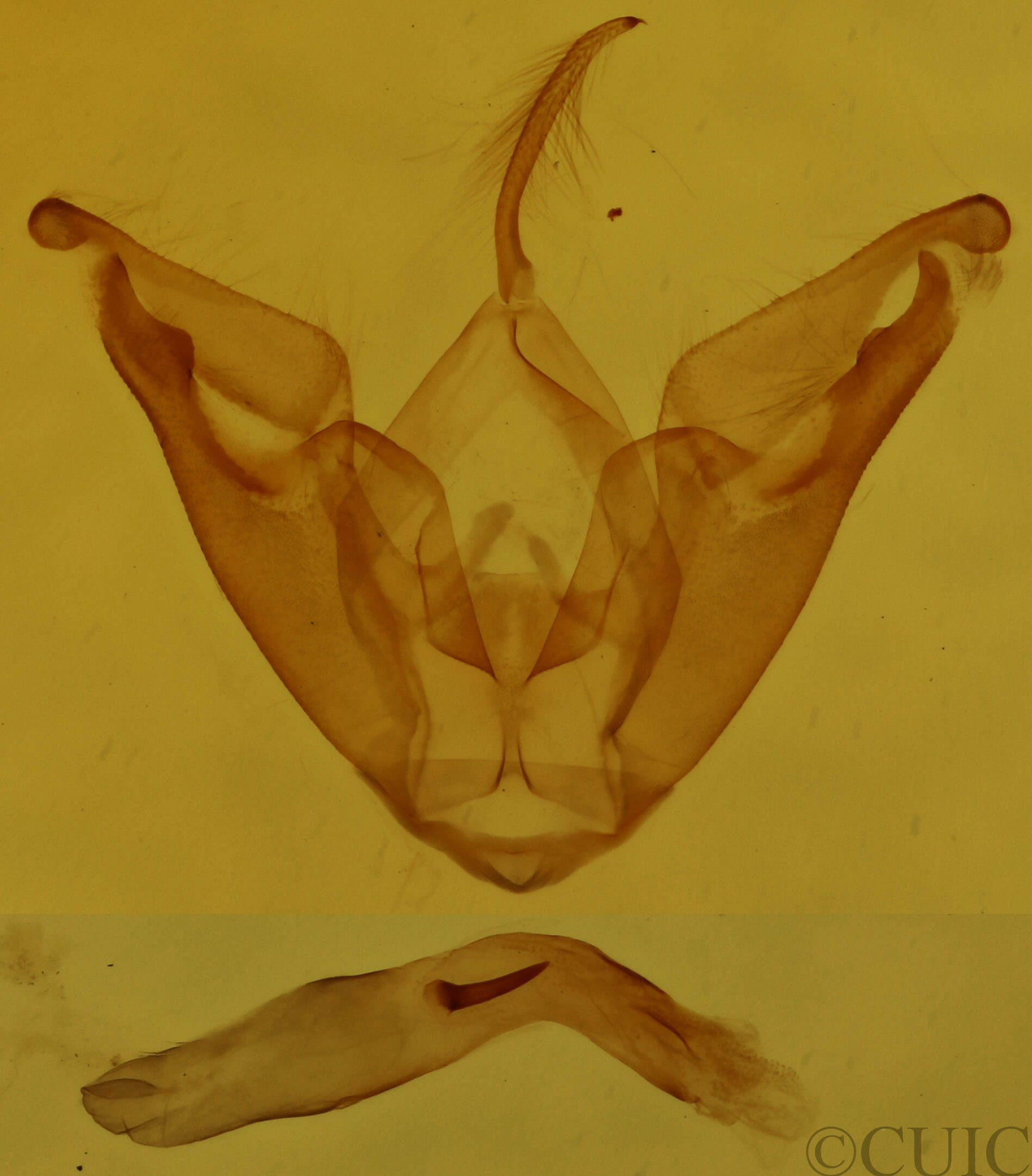 genitalia view of adult Hyperstrotia
