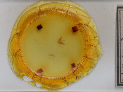 slide view of adult Hyperstrotia