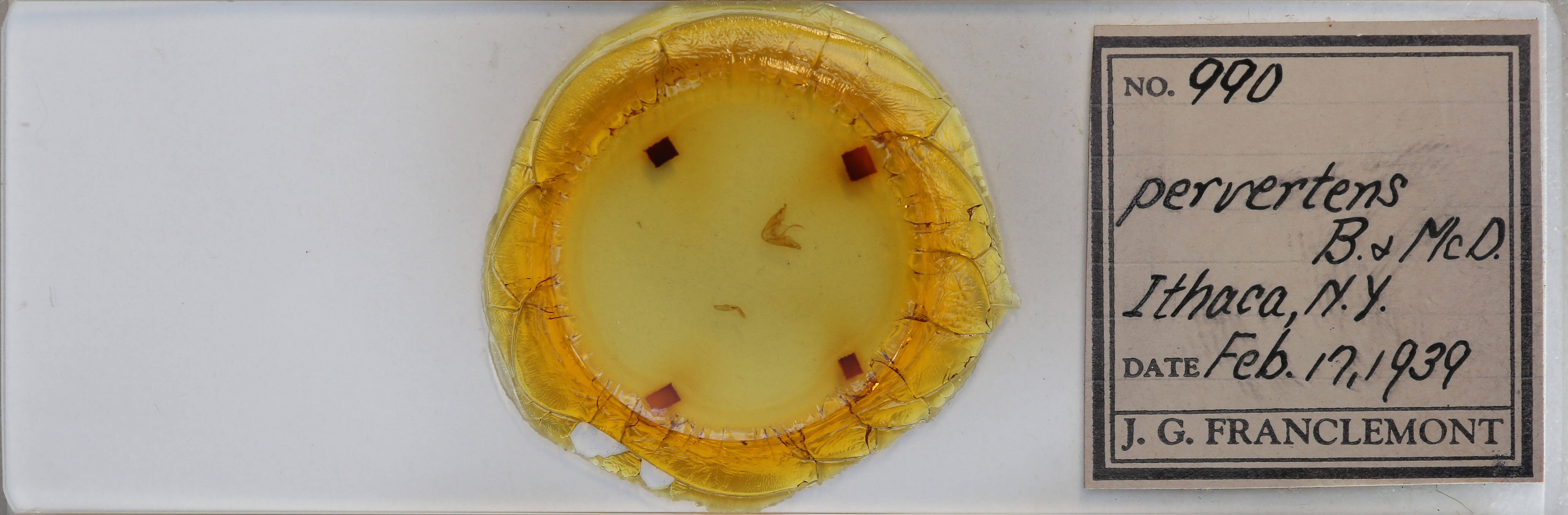 slide view of adult Hyperstrotia