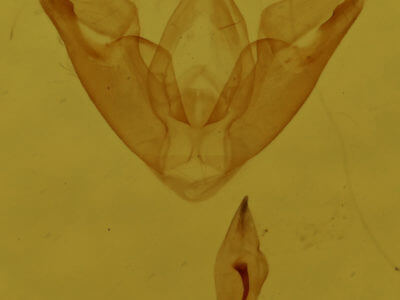 genitalia view of adult Hyperstrotia pervertens