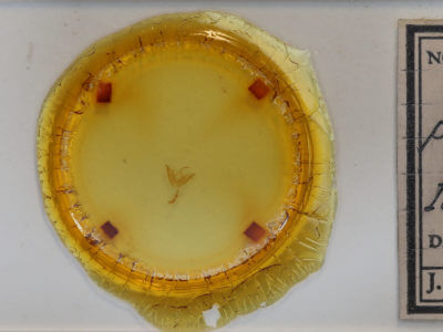 slide view of adult Hyperstrotia pervertens