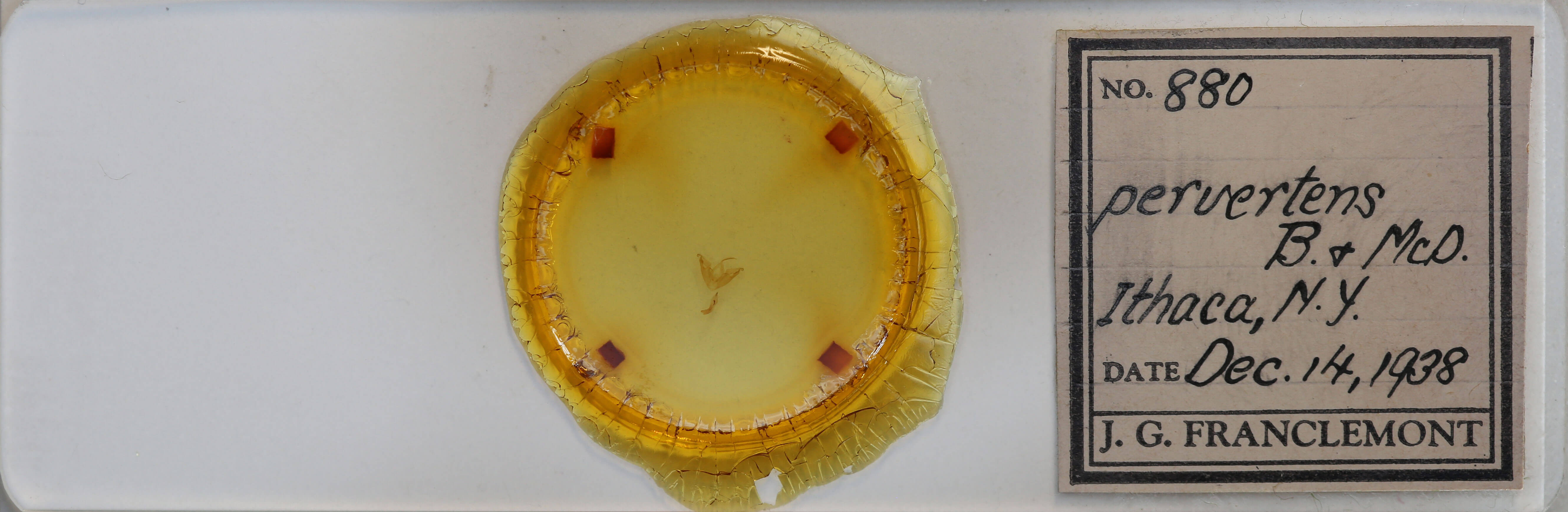 slide view of adult Hyperstrotia pervertens