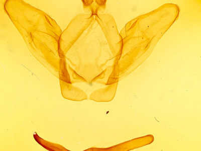 genitalia view of adult Ianassa lignicolor