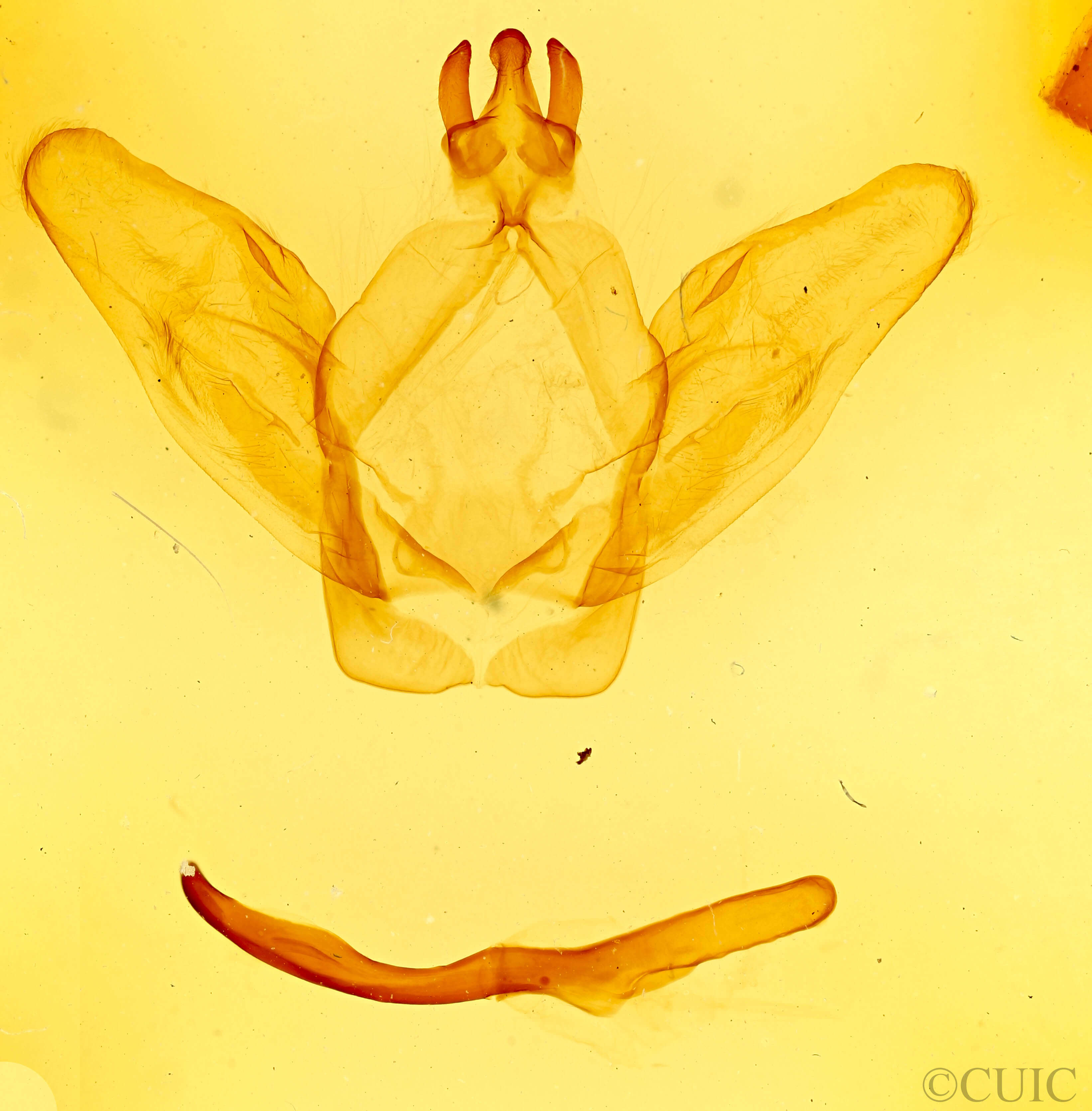 genitalia view of adult Ianassa lignicolor