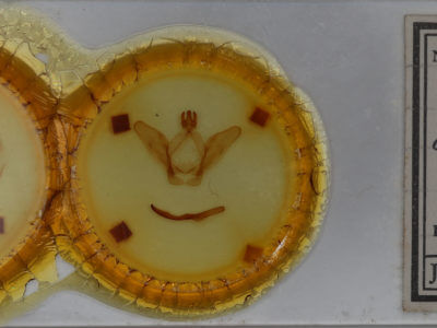 slide view of adult Ianassa lignicolor