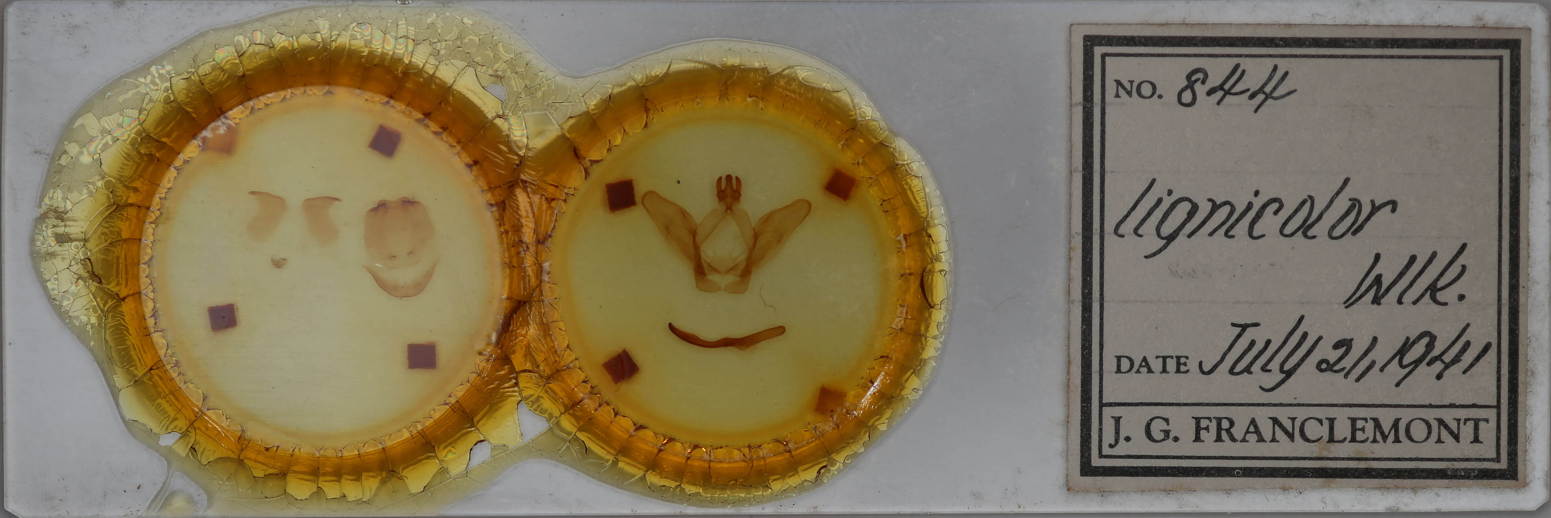 slide view of adult Ianassa lignicolor