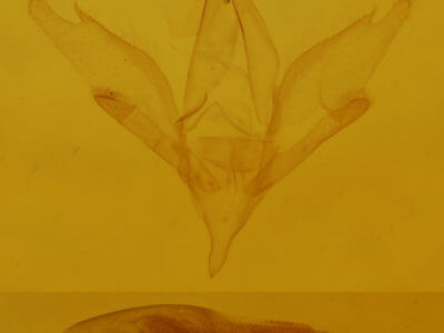 genitalia view of adult Idia sp.