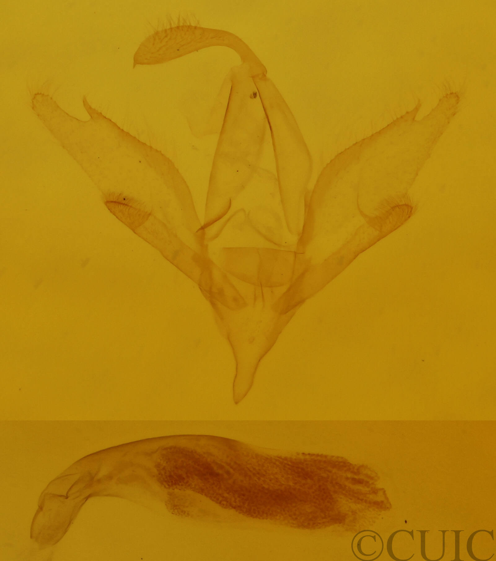 genitalia view of adult Idia sp.