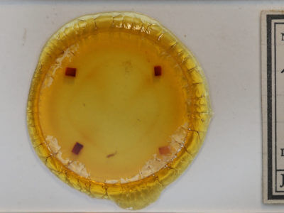 slide view of adult Idia sp.