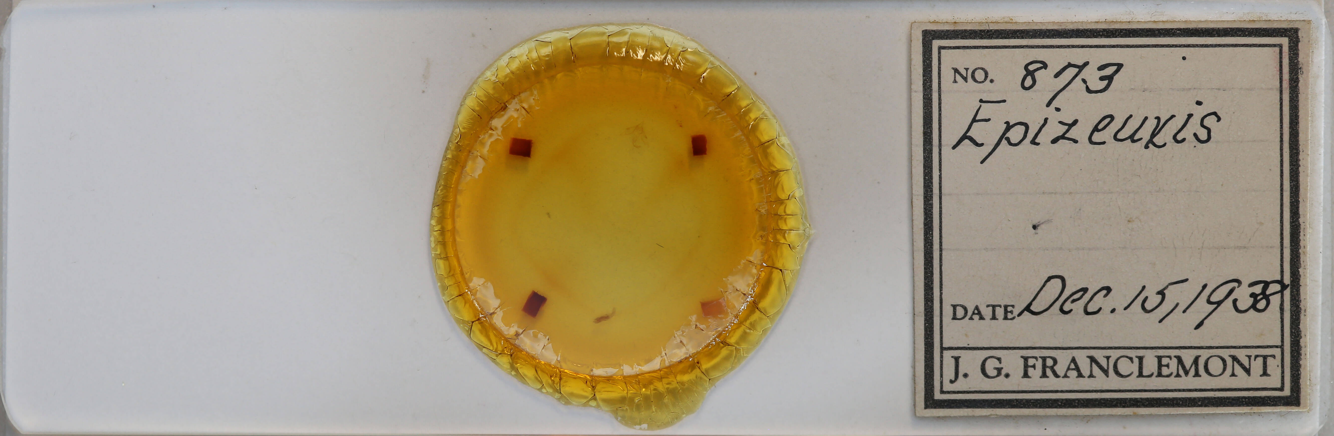 slide view of adult Idia sp.