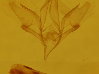 genitalia view of adult Idia aemula