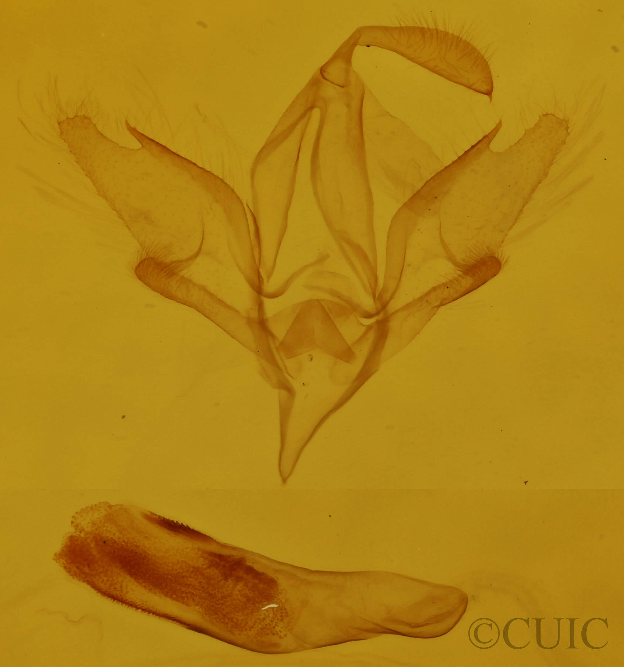 genitalia view of adult Idia aemula