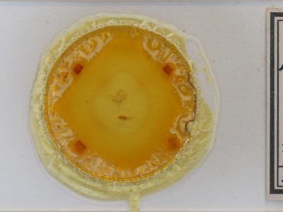 slide view of adult Idia aemula