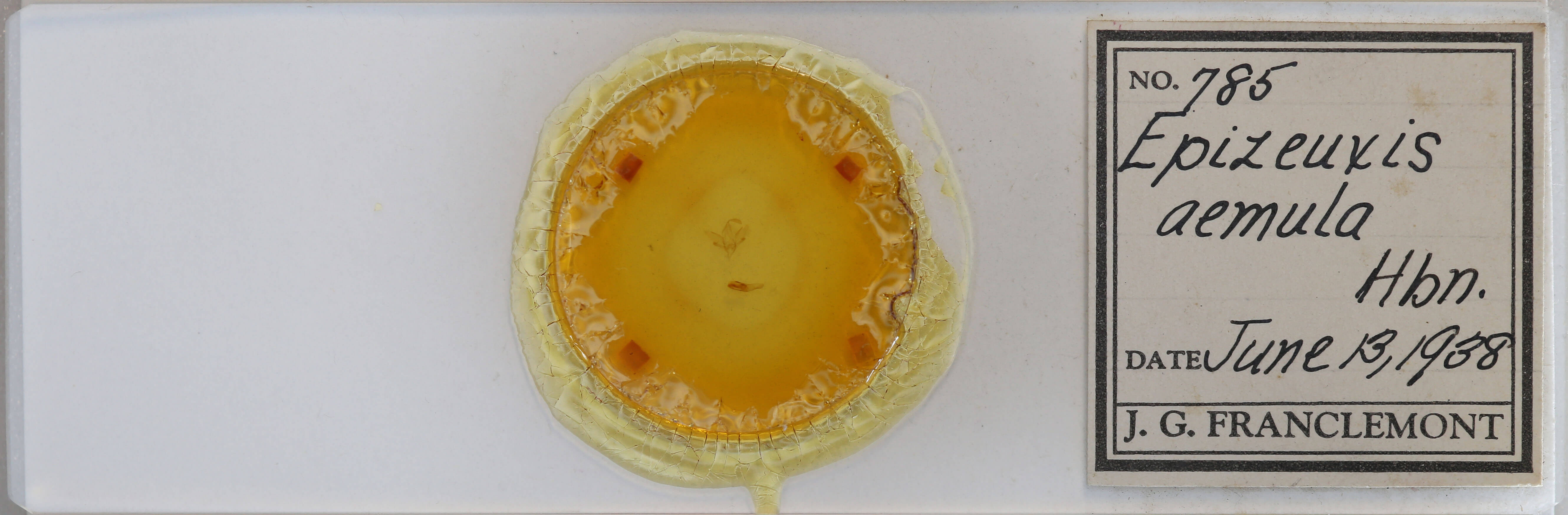 slide view of adult Idia aemula