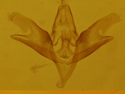 genitalia view of adult Idia americalis