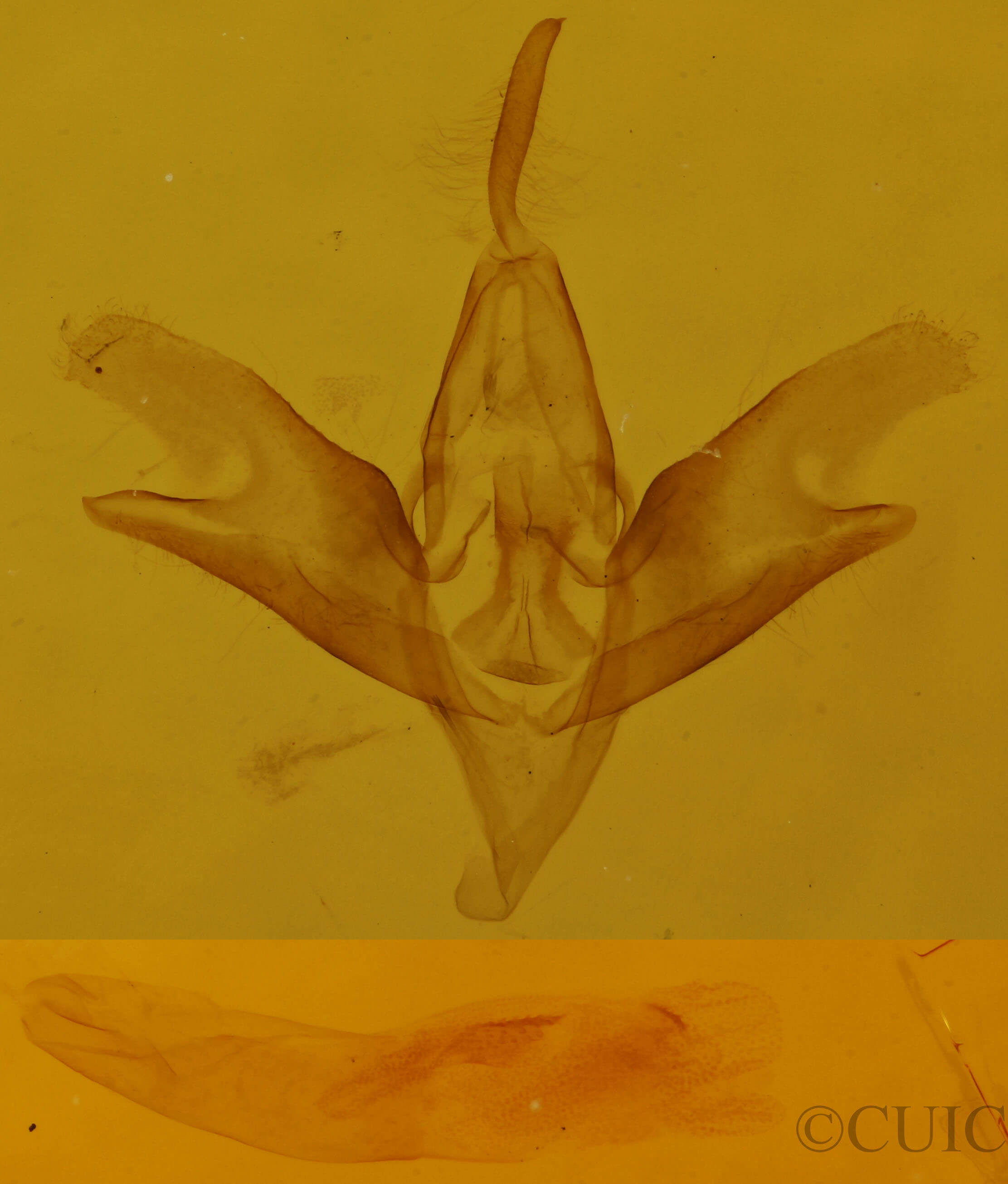 genitalia view of adult Idia americalis