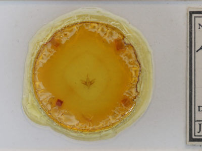 slide view of adult Idia americalis