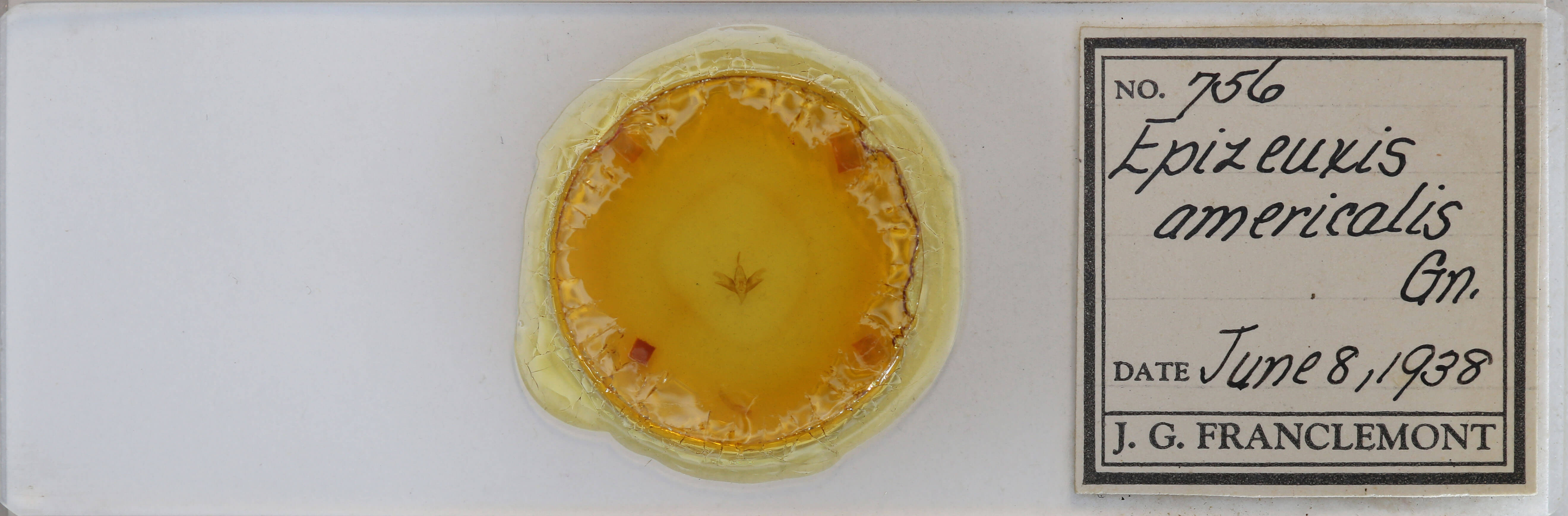 slide view of adult Idia americalis