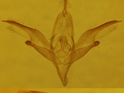 genitalia view of adult Idia denticulalis