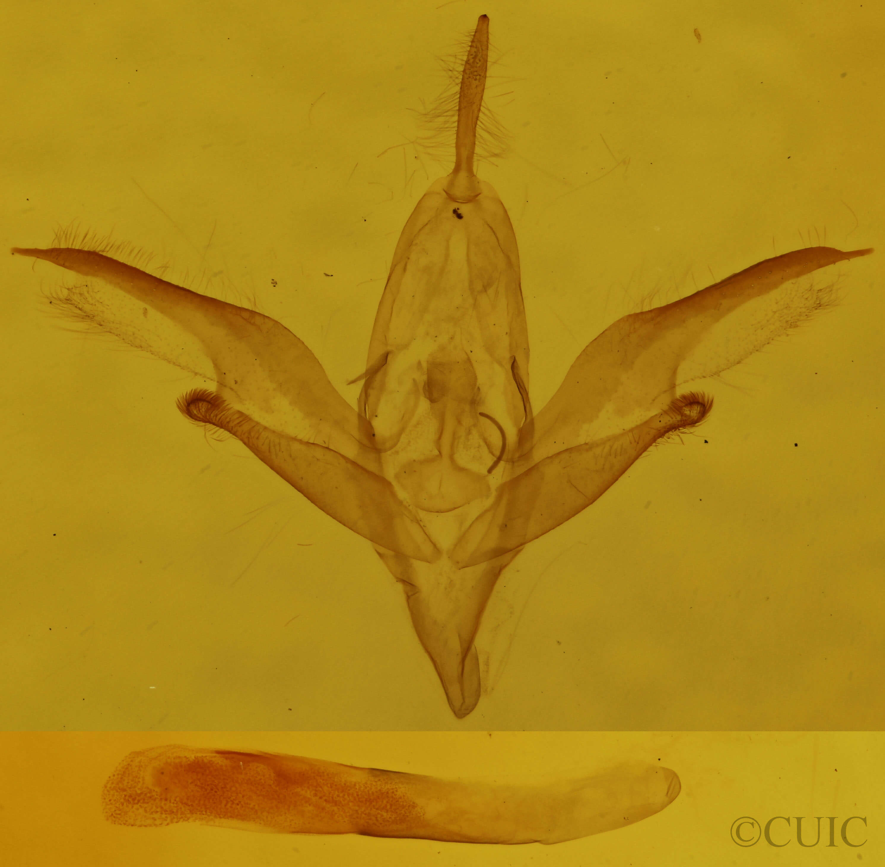 genitalia view of adult Idia denticulalis
